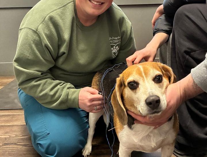 Acupuncture for Pets in $city