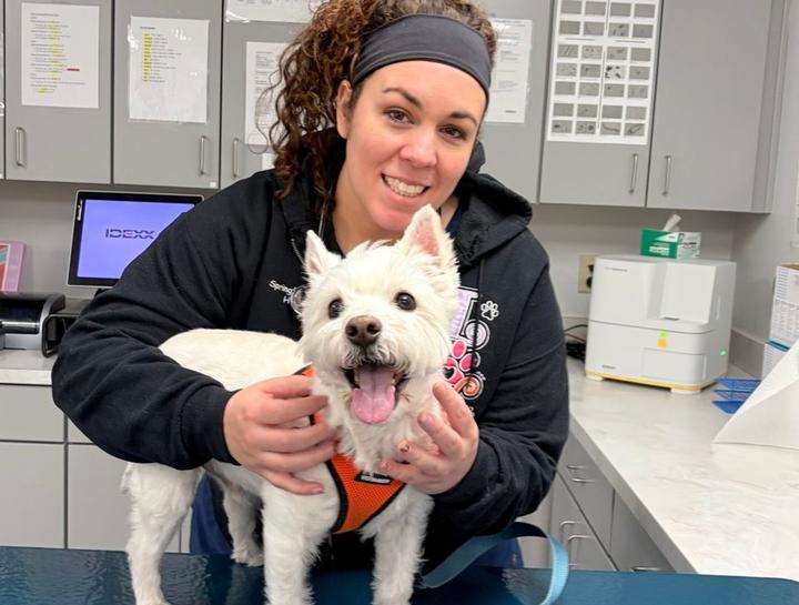 $City Veterinary Surgeries