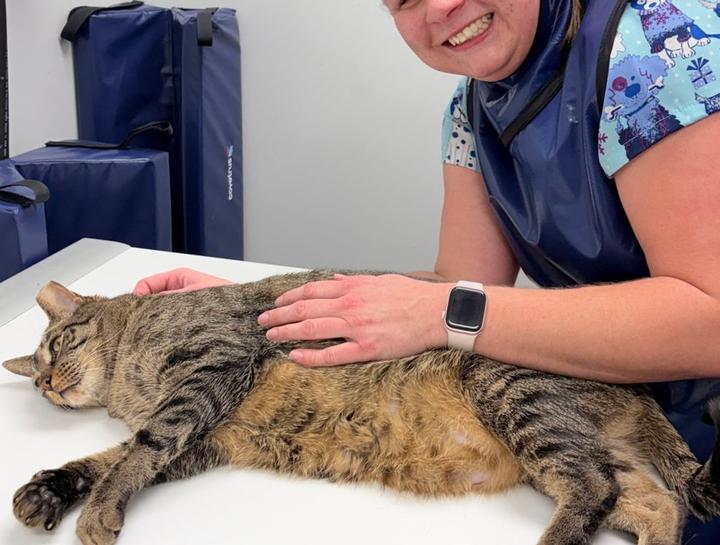 Pet Digital Radiology