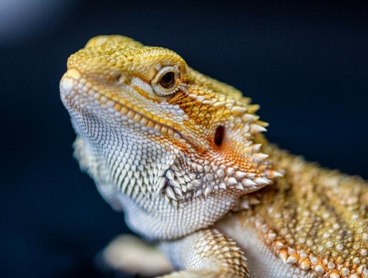 Exotic Pet Services at Springfield Animal Hospital
