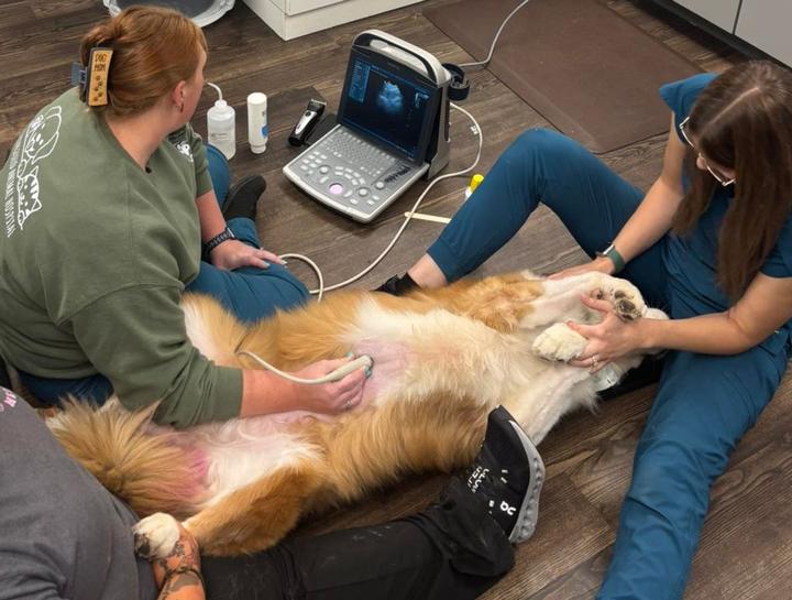 Pet Ultrasound